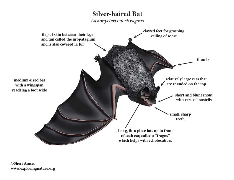 Bat (Silver-haired) Bat (Silver-haired)