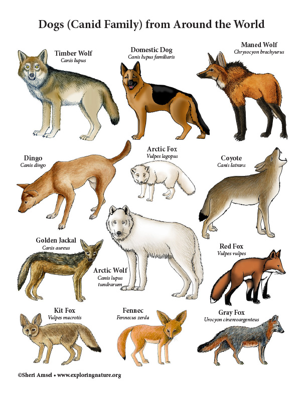 Dogs (Canid Family) from Around the World - Mini-Poster (Color)