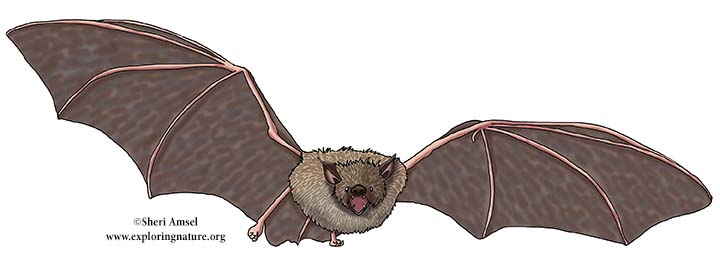 Yuma myotis, Yuma Bat
