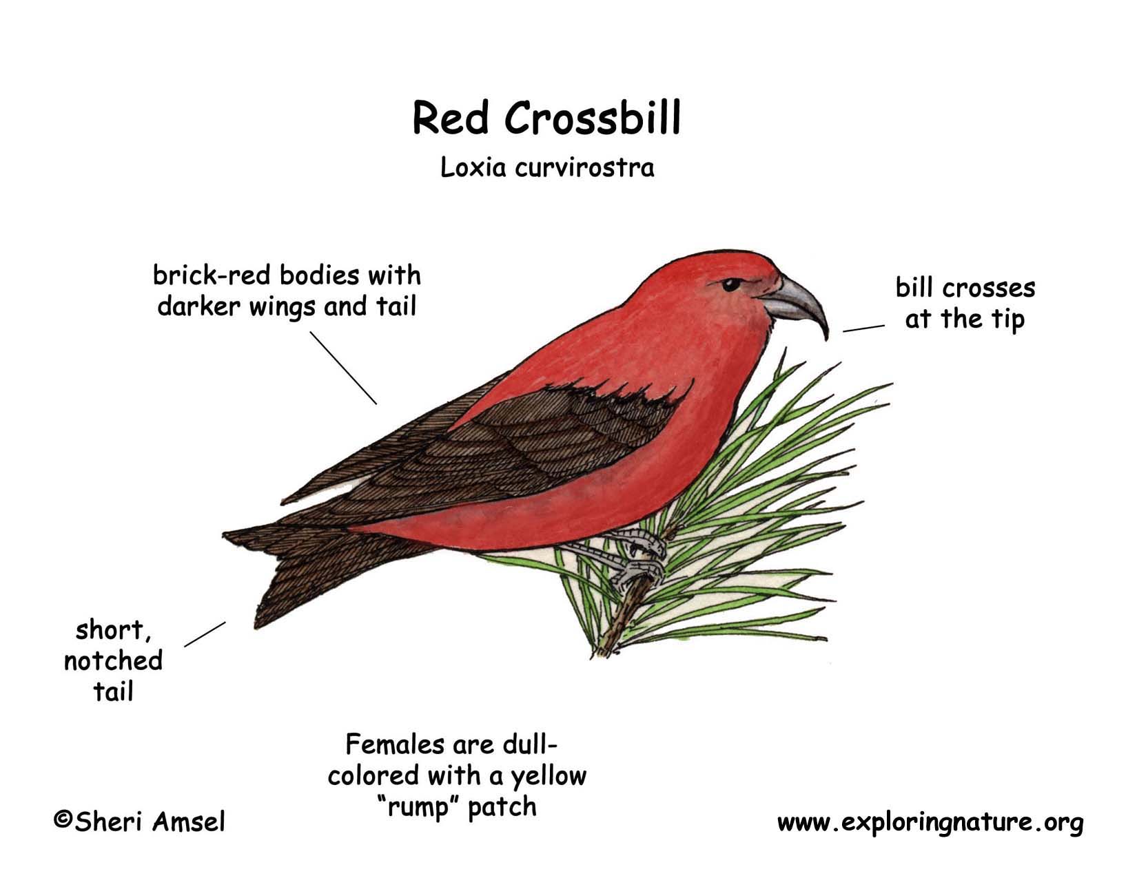 Crossbill (Red)