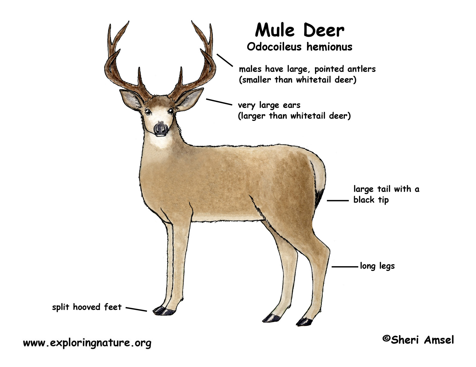 The whitetail deer anatomy diagram can become your reference when thinking ...