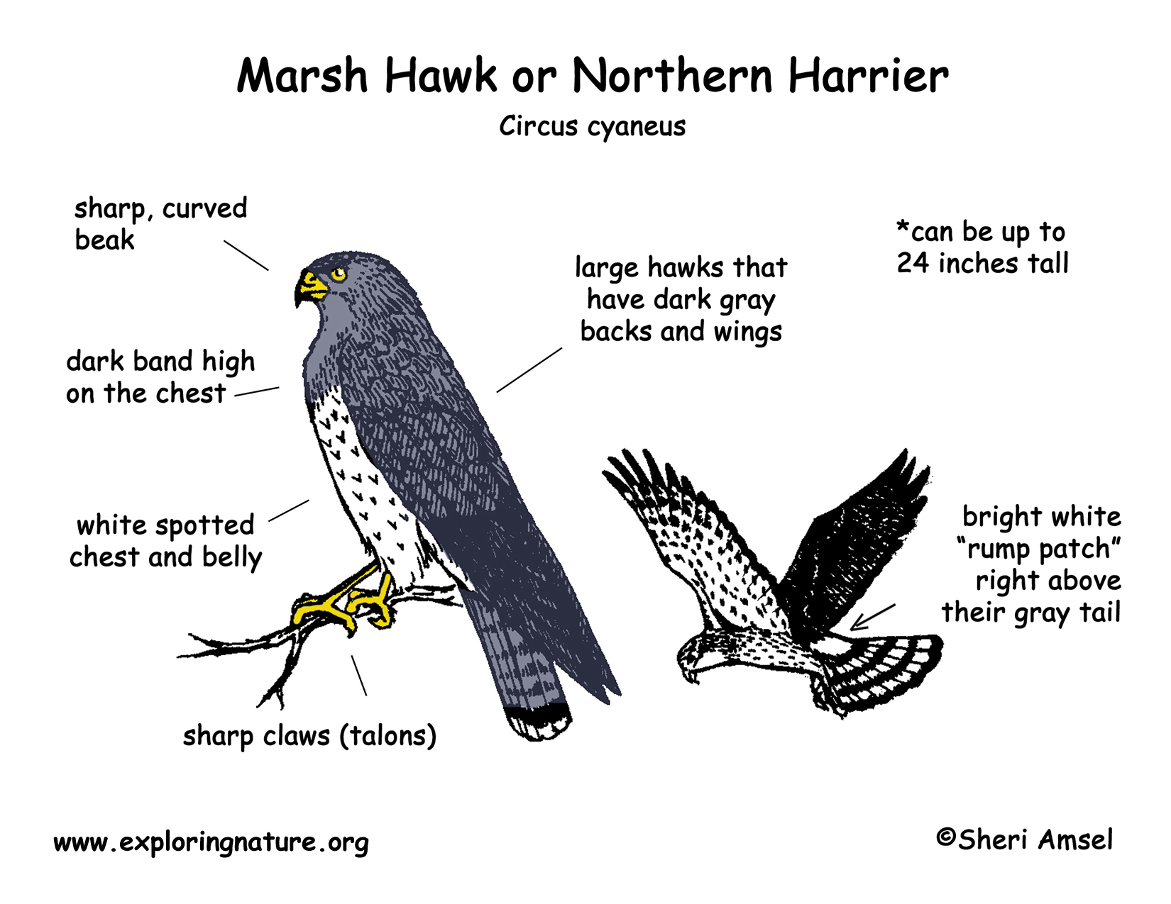 Hawk (Marsh) - Northern Harrier
