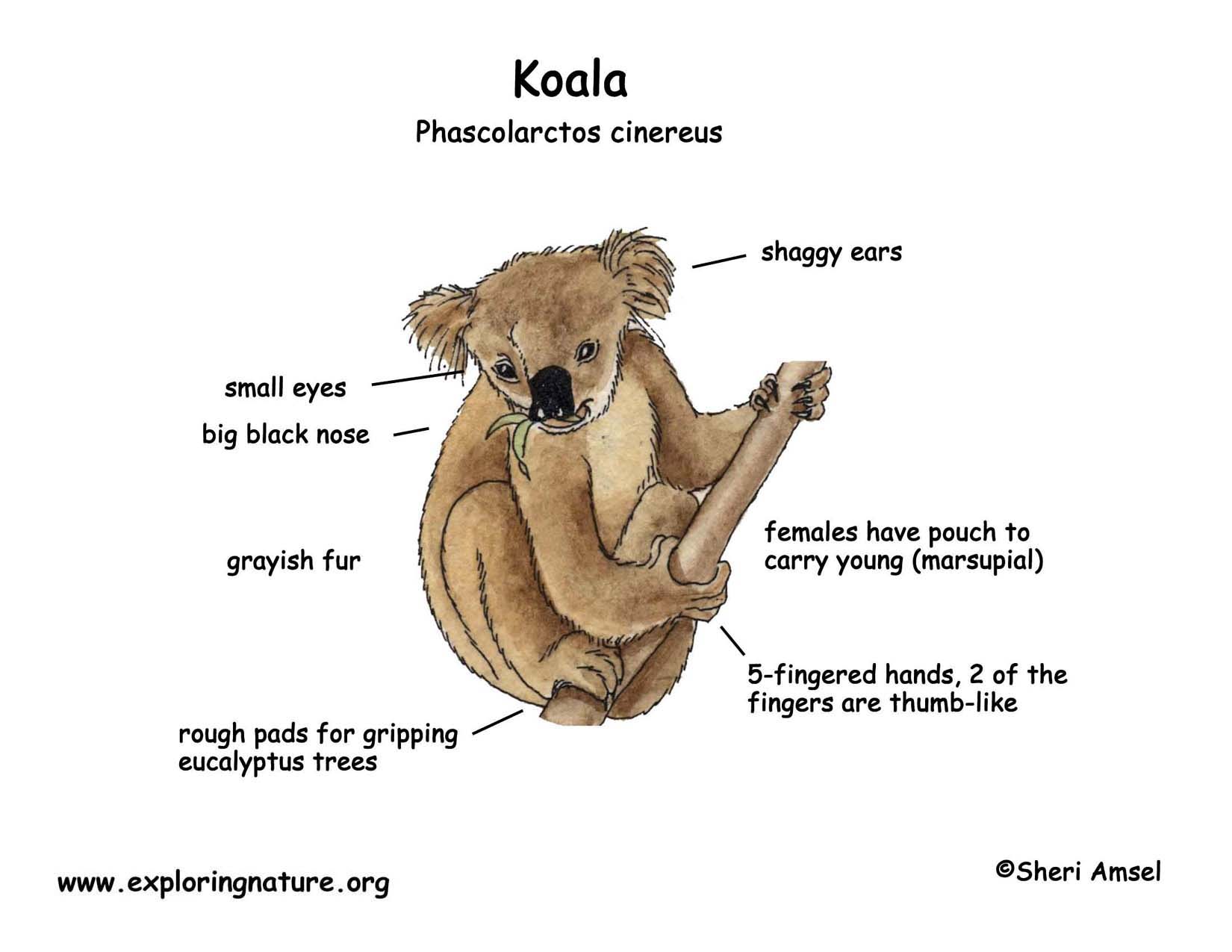 Cómo se escribe koala en inglés