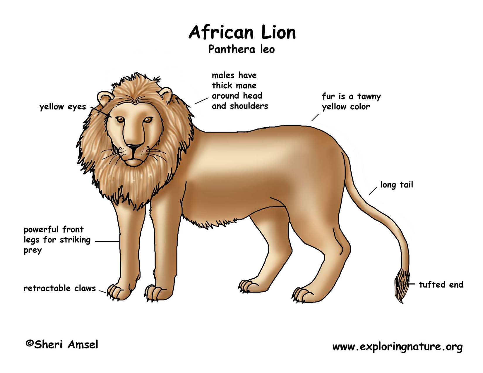 The lion Panthera leo is the largest wild cat in Africa yet populations of ...