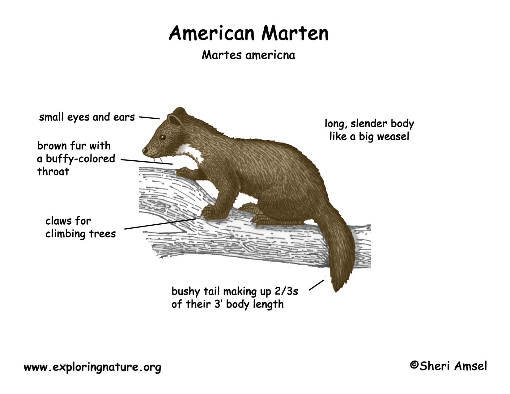 Marten (American)
