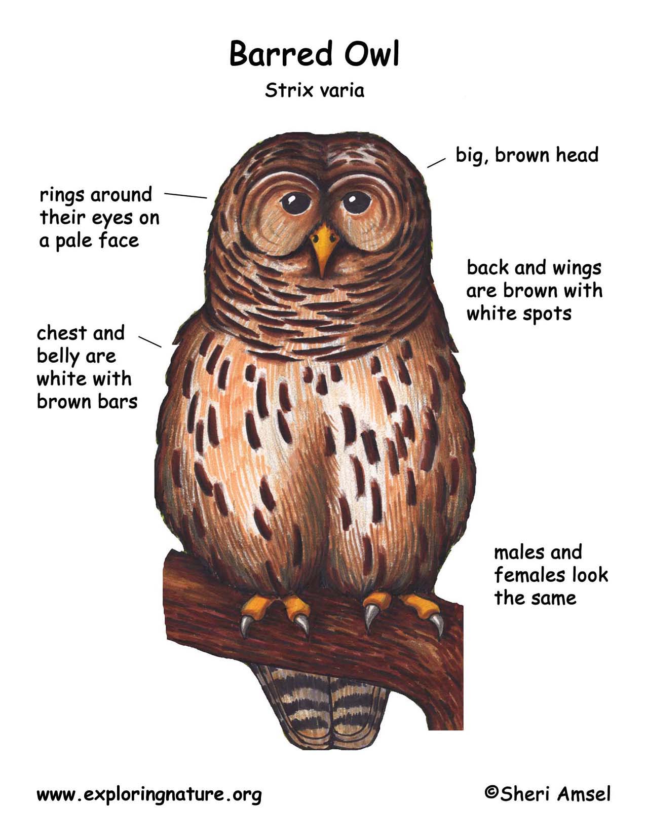 Barred Owl Face