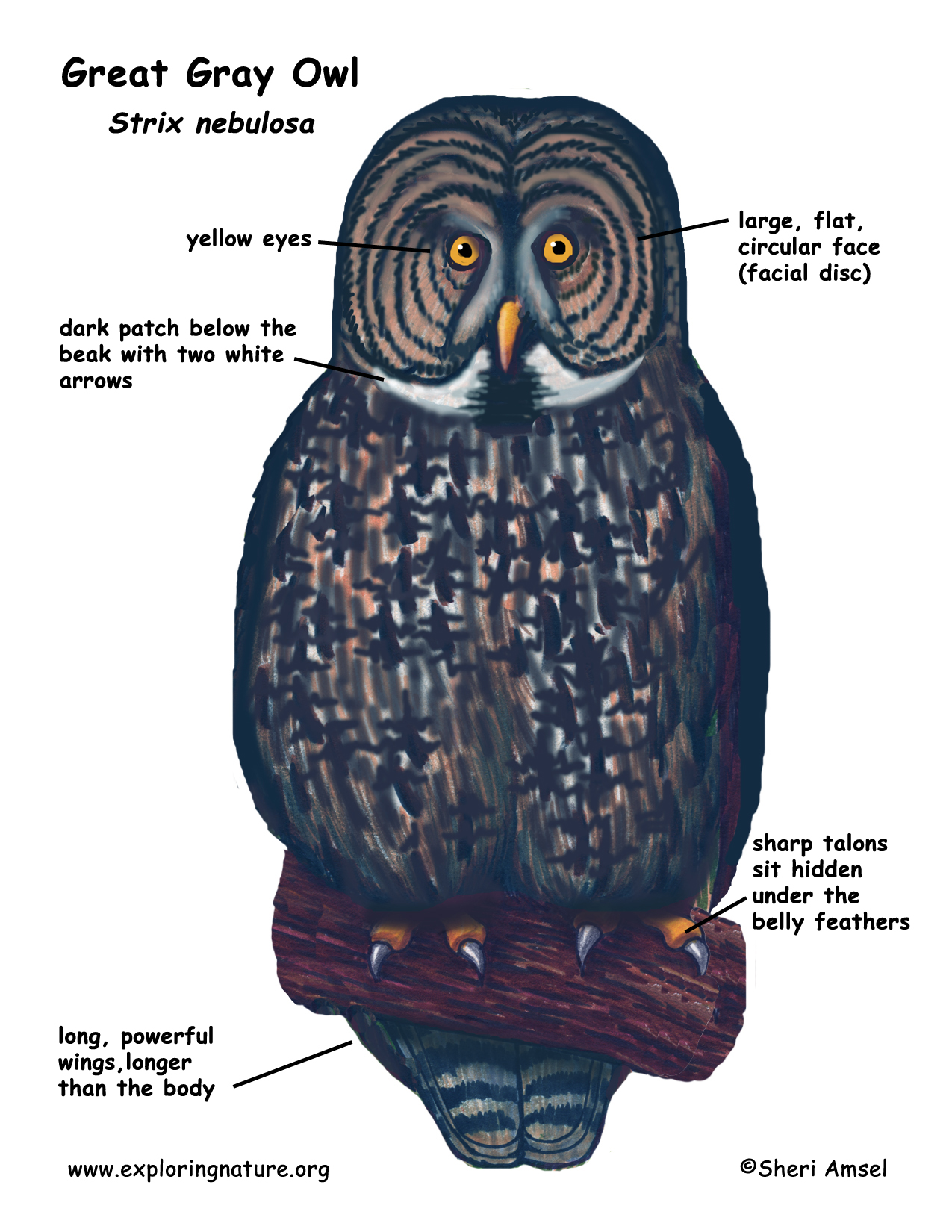 Owl (Great Gray)