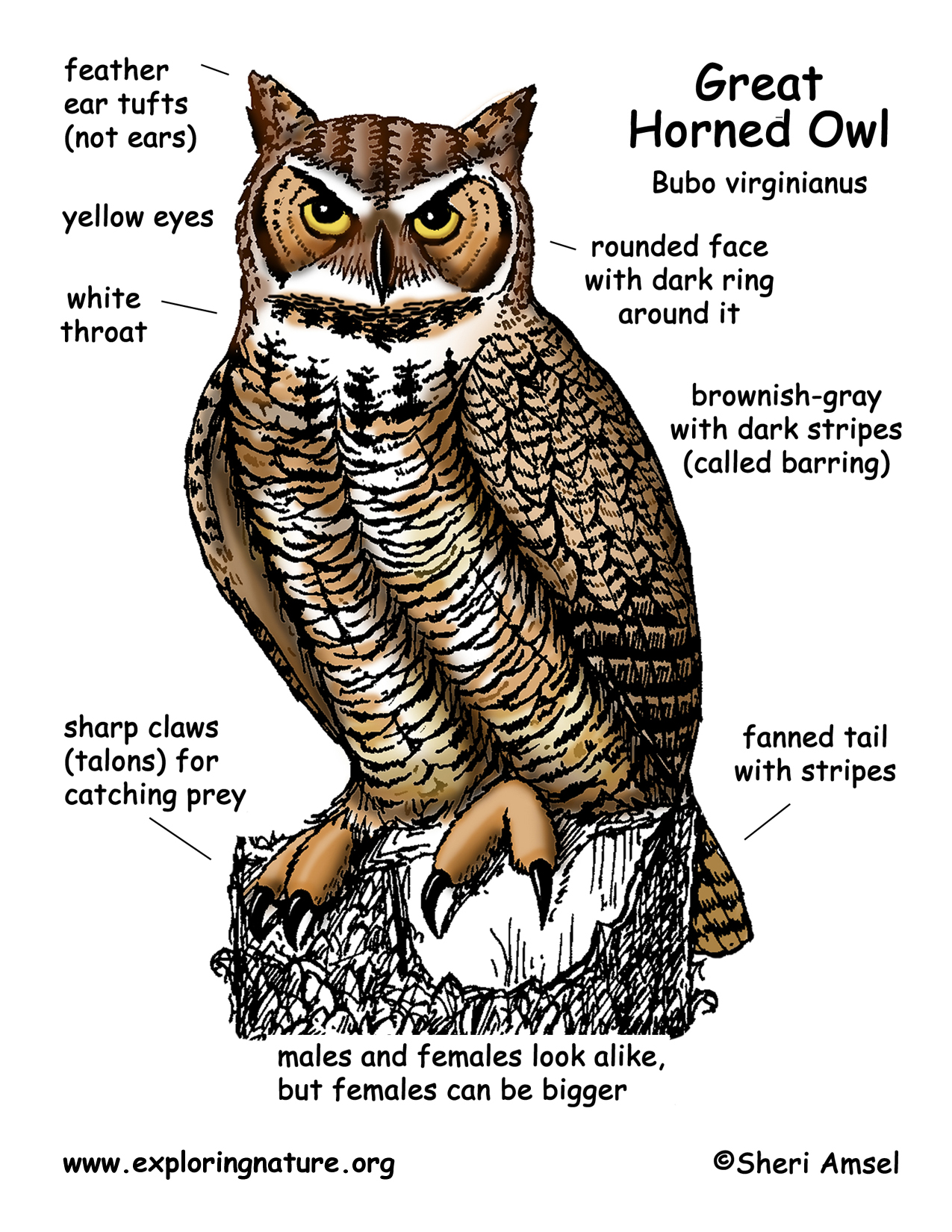 Owl (Great Horned)