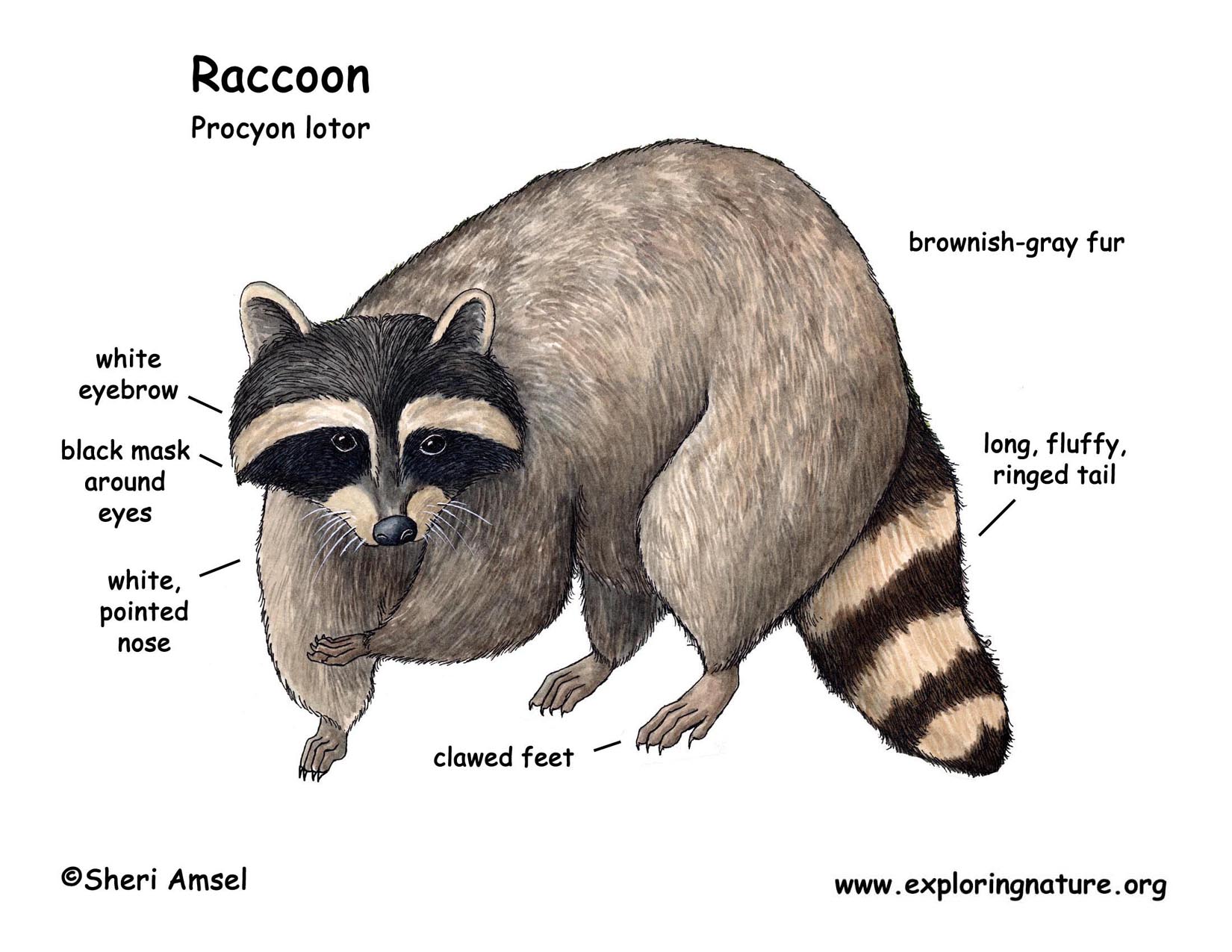 Raccoon Classification Chart