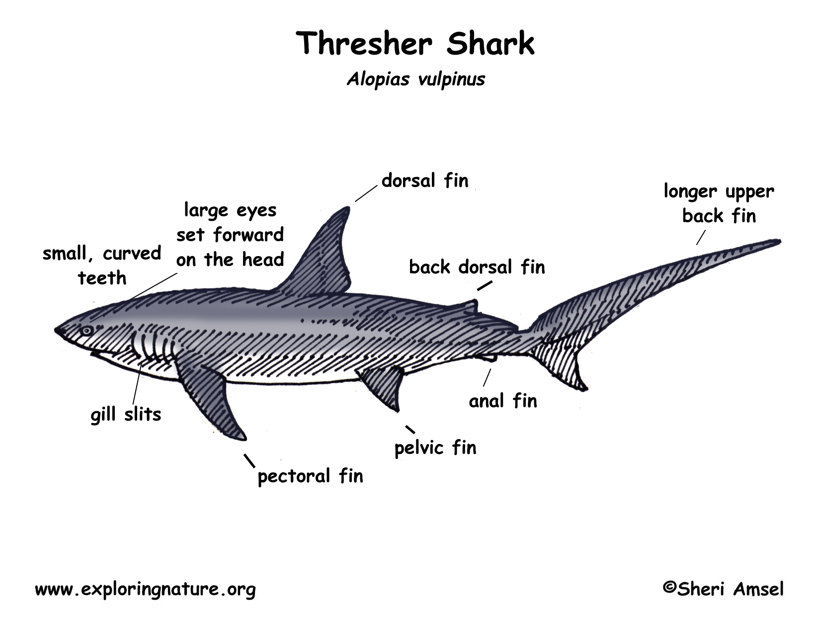 A Lower Carboniferous Xenacanthiform Shark From Australia