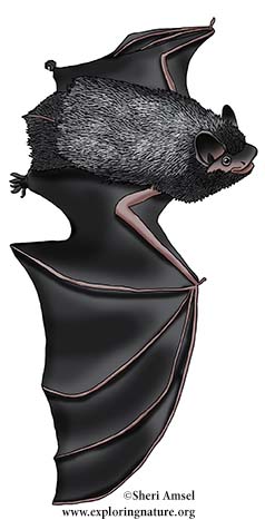 Bat (Silver-haired) Bat (Silver-haired)