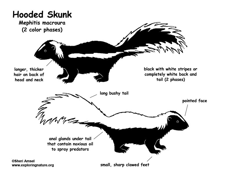 Skunk hooded 