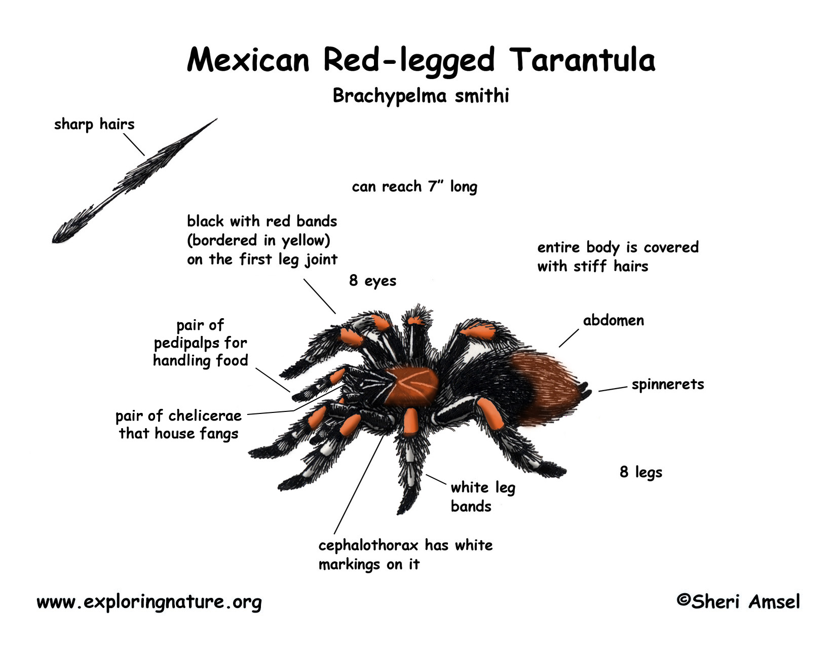 Tarantula (Mexican Red-legged) class arachnida diagram 