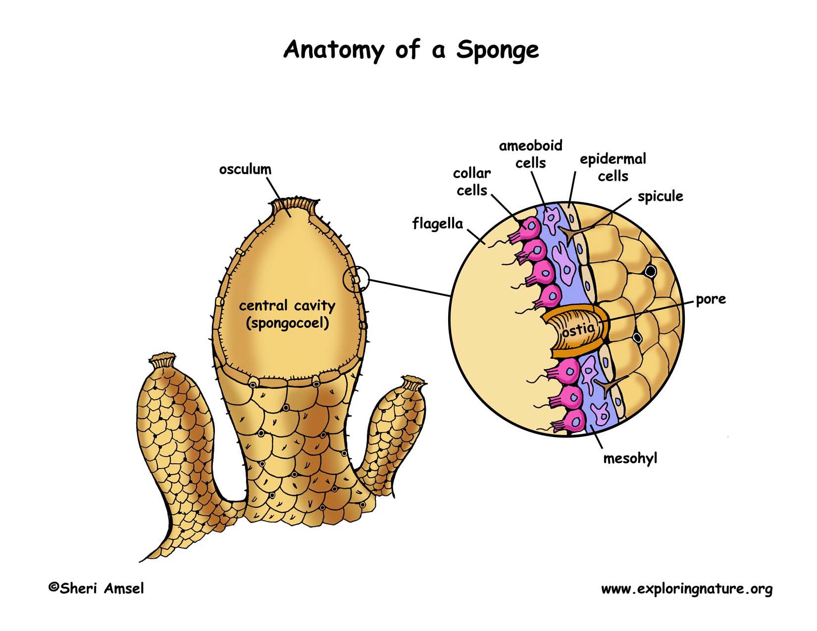 Phylum Porifera  Sponges 