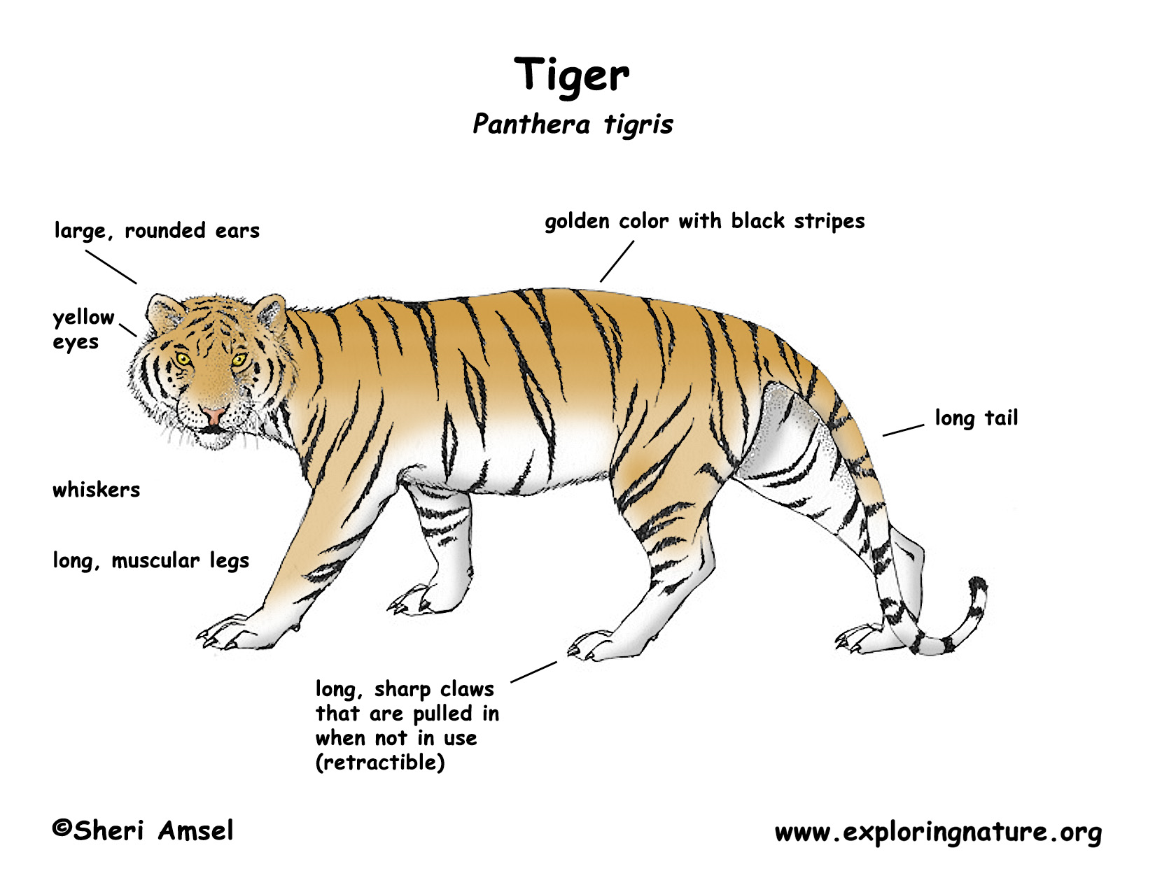 Тайгер читать. Panthera Tigris acutidens или американский Лев. Части тела тигра. Строение тела тигра. Части тела тигра на английском.