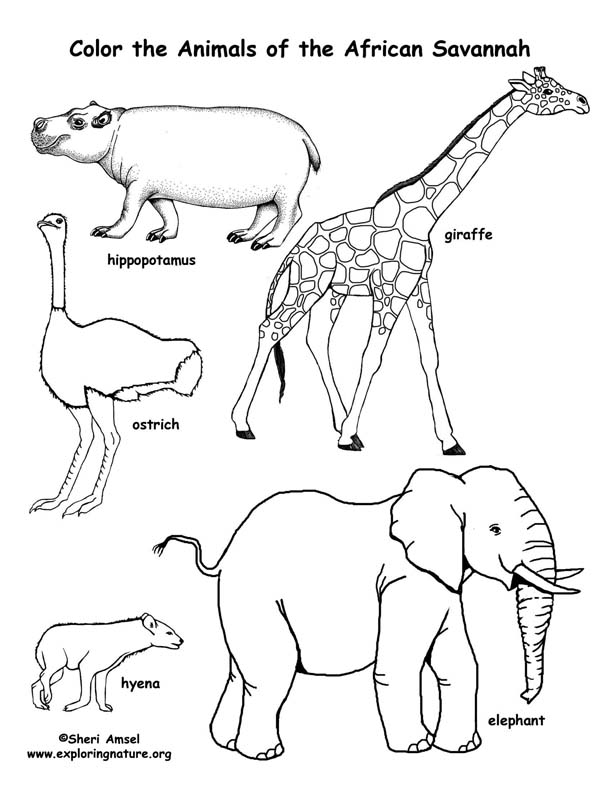 Savanna (African) Animals Coloring Page