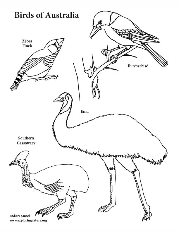 Download Australia Birds Coloring Page