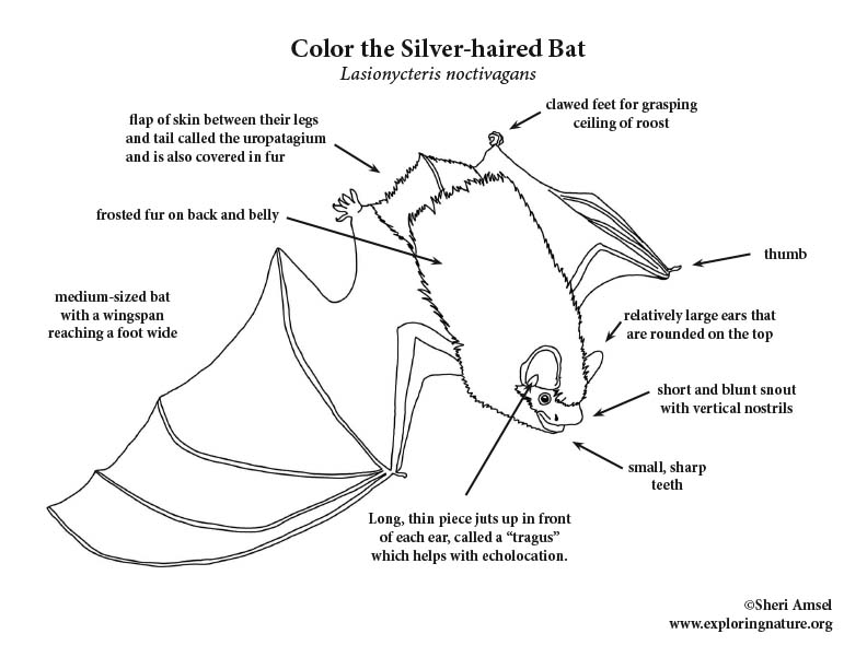 Bat (Silver-haired) Coloring Page, Silver-haired Bat Coloring Page