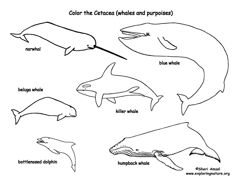 Whales and Dolphins (Cetacea) Coloring Page