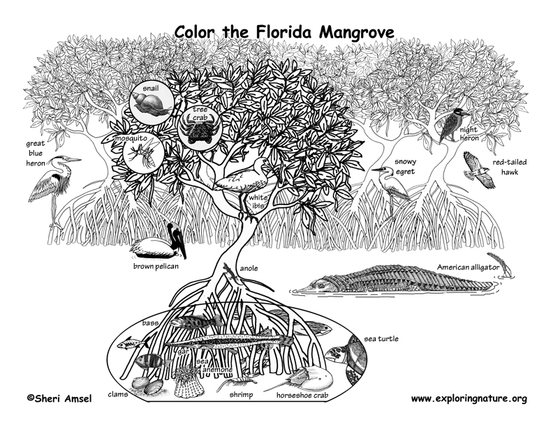 mangrove coloring page