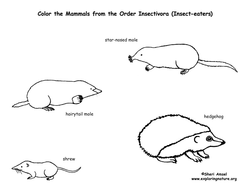 Moles, Shrews & Hedgehogs (Order Insectivores) Coloring Page