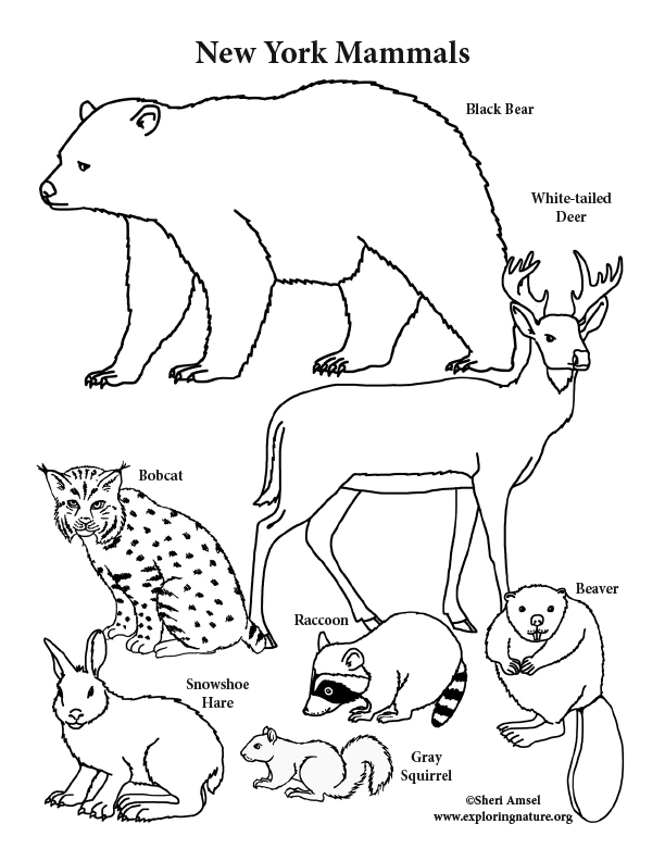 Download New York State Mammals Coloring Page