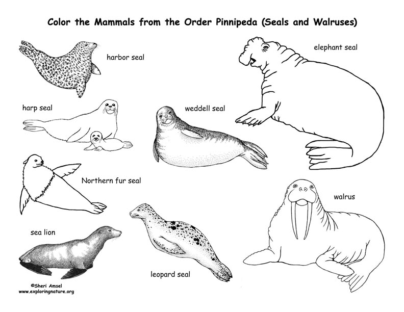Seals, Sea Lions, and Walrus (Order Pinnipeda) Coloring Page