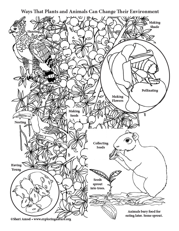Rainforest Plants Coloring Pages