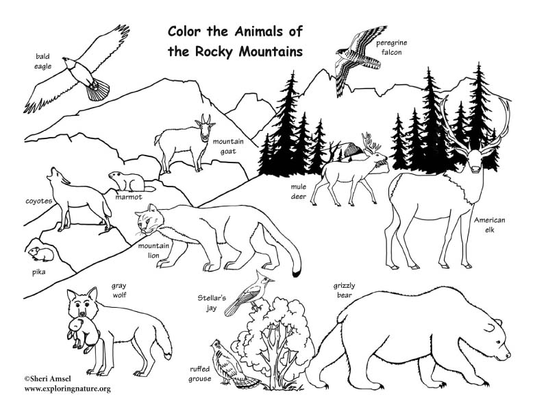Rocky Mountain Animals Coloring