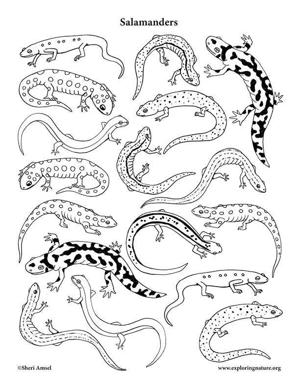 Salamanders Coloring Page