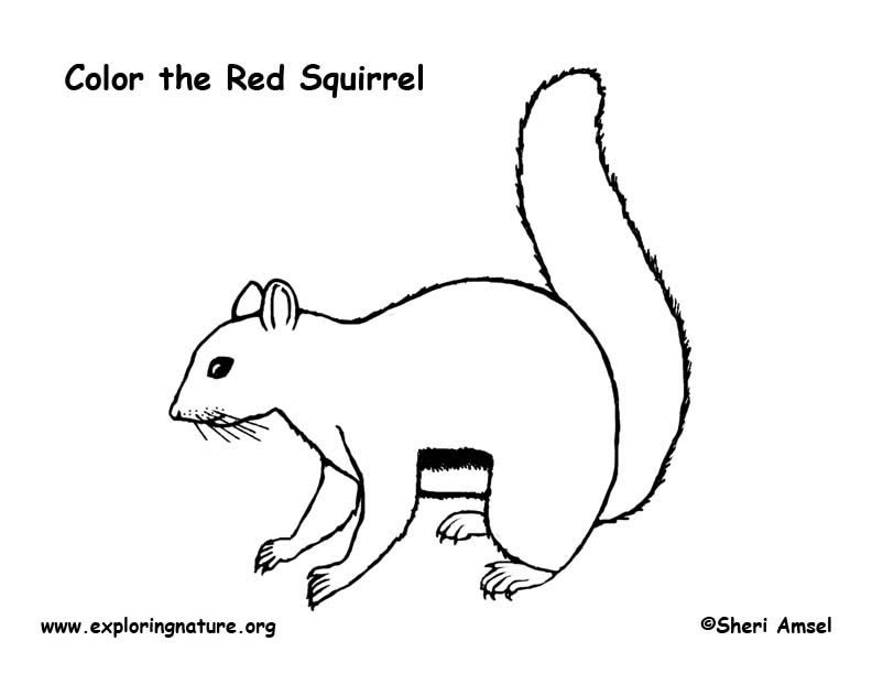 Squirrel (Red) Coloring Page