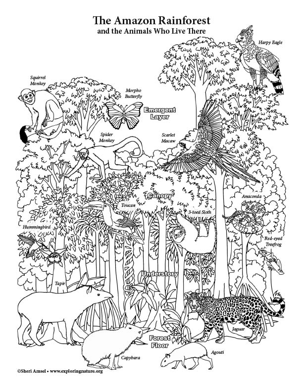 Download Amazon Rainforest Layers - Coloring Page