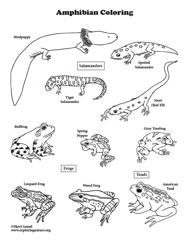 amphibians coloring pages