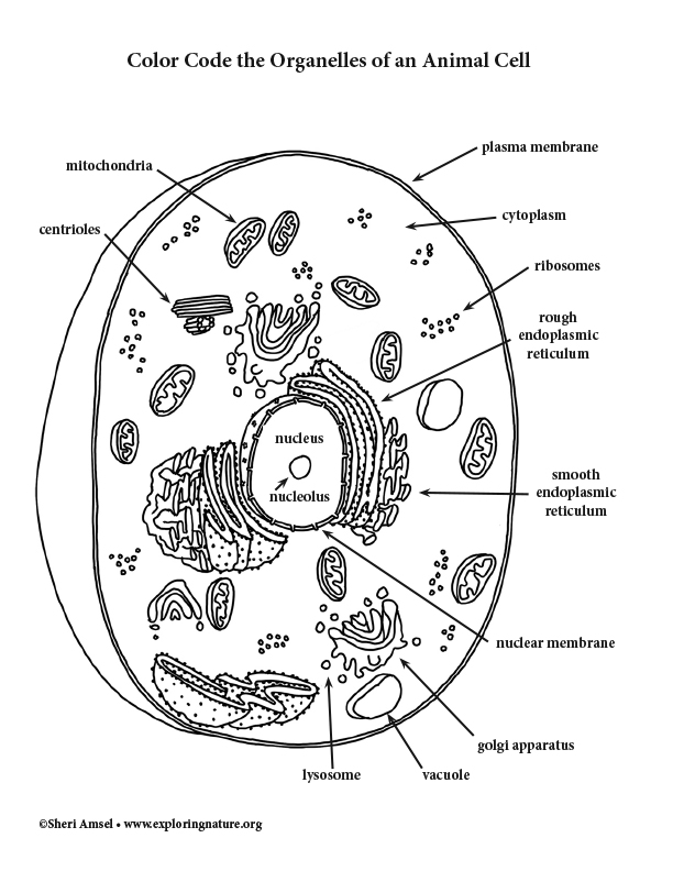 Animal Cell - Color Code the Organelles