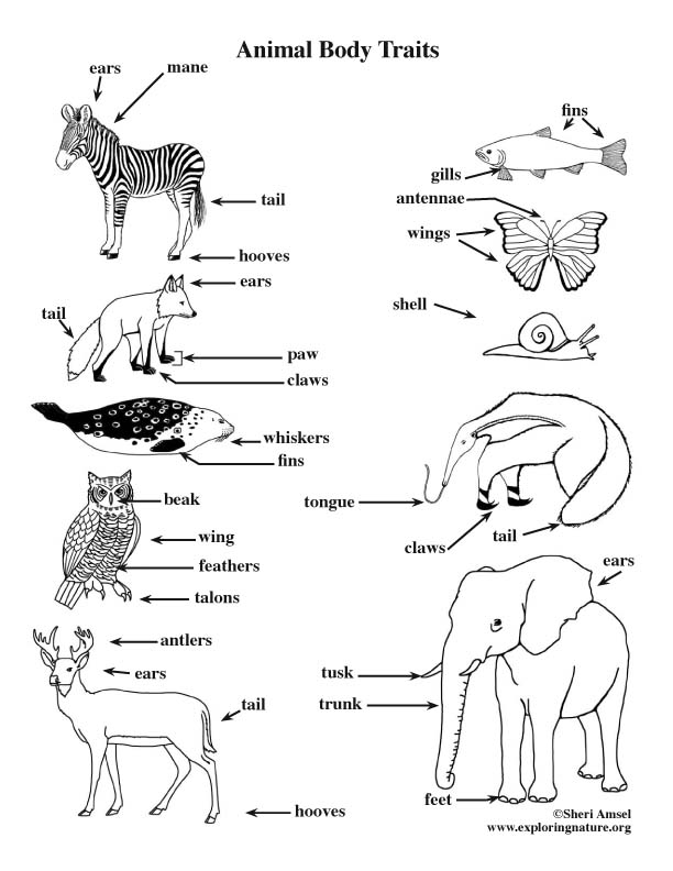Animal Traits Coloring Page