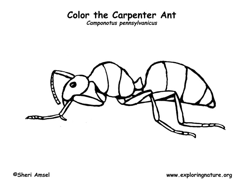 ant coloring page