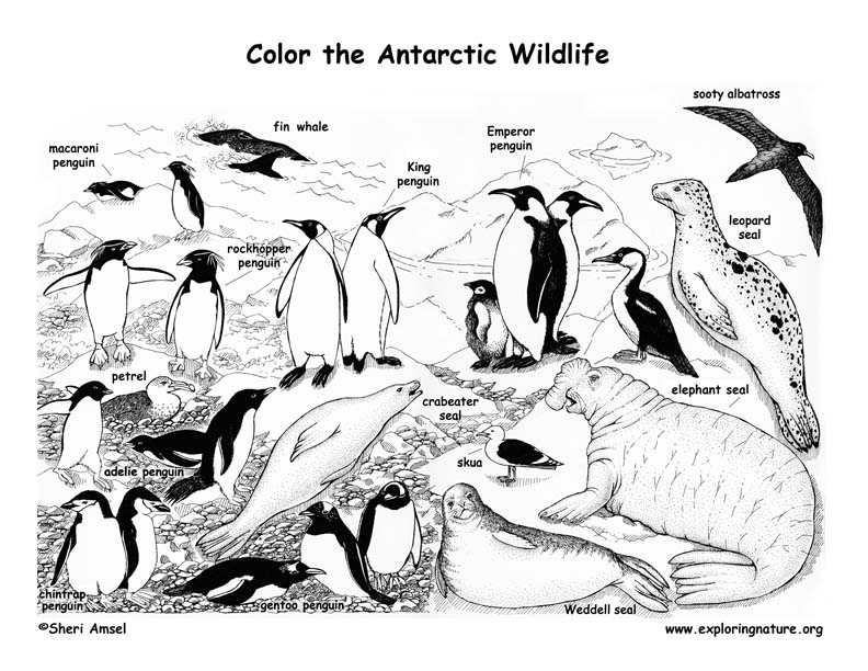 Animal Habitat Coloring Pages Pdf - Informasi Wisata Indonesia