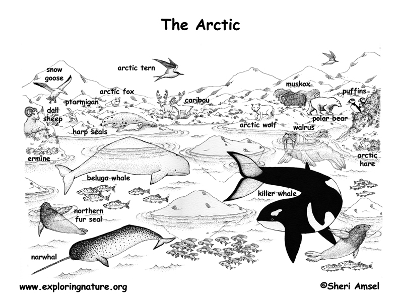 Arctic Habitat Coloring Page