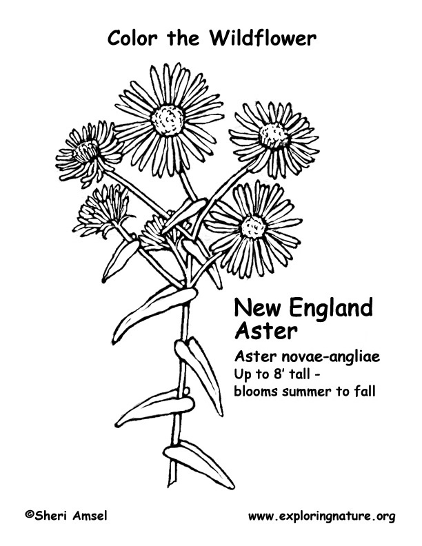 wild flowers coloring pages - photo #28