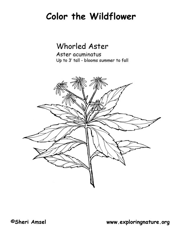 Aster (Whorled) Coloring Page