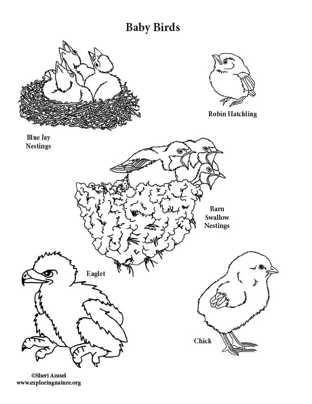 Baby Birds Coloring Page