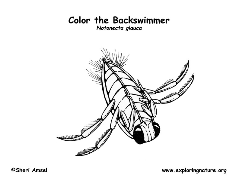 Backswimmer Coloring Page