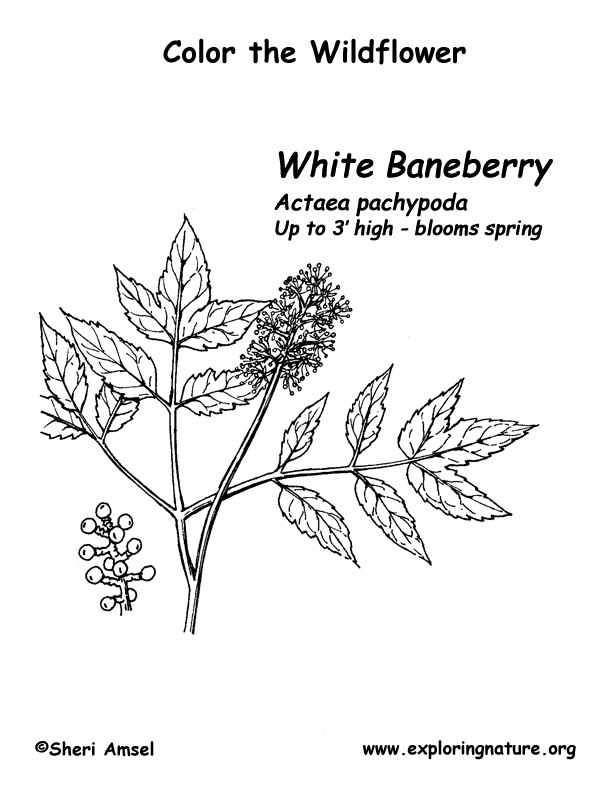 Baneberry (White) Coloring Page