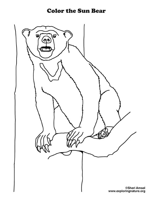 Bear Sun Coloring Page