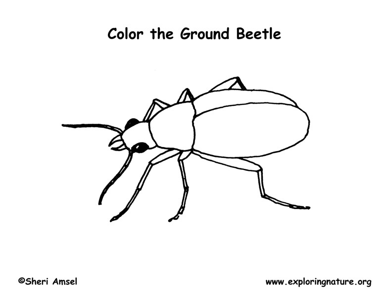 Beetle Coloring Page