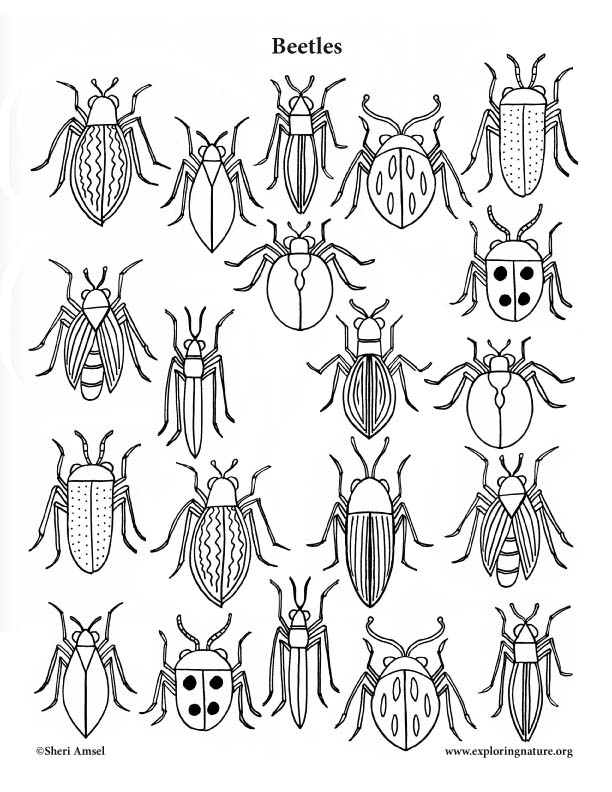 Download Beetles (Assorted) Coloring Page