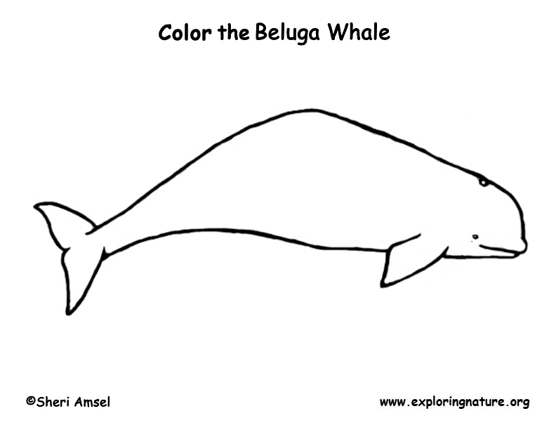 Whale (Beluga) Coloring Page