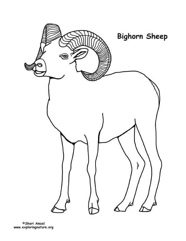 Bighorn Sheep Coloring Page