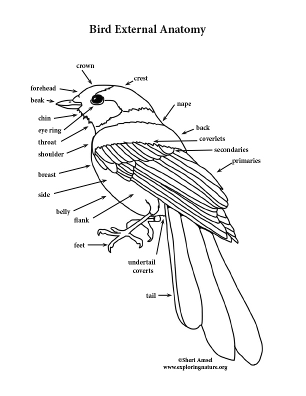 Bird External Anatomy Coloring Page