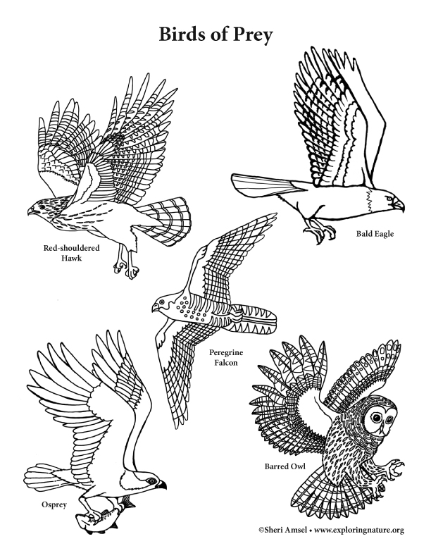 8300 Coloring Pages Birds Pdf Download Free Images